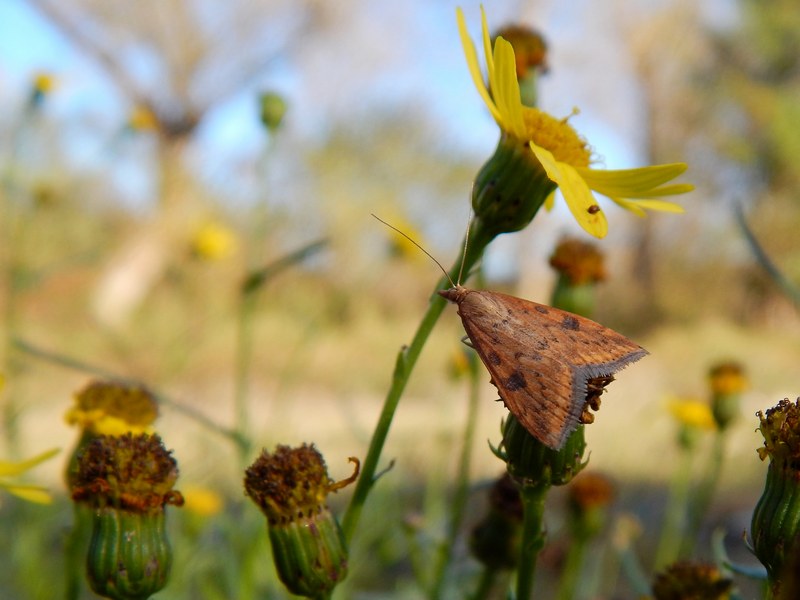 Udea ferrugalis ambientata